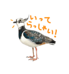 リアルな羊毛フェルトの野鳥たち2（個別スタンプ：3）