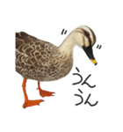 リアルな羊毛フェルトの野鳥たち2（個別スタンプ：4）