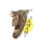 リアルな羊毛フェルトの野鳥たち2（個別スタンプ：6）