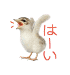 リアルな羊毛フェルトの野鳥たち2（個別スタンプ：7）
