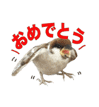 リアルな羊毛フェルトの野鳥たち2（個別スタンプ：8）