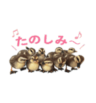 リアルな羊毛フェルトの野鳥たち2（個別スタンプ：10）