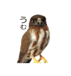 リアルな羊毛フェルトの野鳥たち2（個別スタンプ：11）