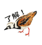 リアルな羊毛フェルトの野鳥たち2（個別スタンプ：13）