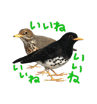 リアルな羊毛フェルトの野鳥たち2（個別スタンプ：14）