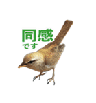 リアルな羊毛フェルトの野鳥たち2（個別スタンプ：15）