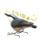 リアルな羊毛フェルトの野鳥たち2（個別スタンプ：17）