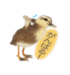 リアルな羊毛フェルトの野鳥たち2（個別スタンプ：18）