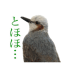リアルな羊毛フェルトの野鳥たち2（個別スタンプ：19）