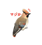 リアルな羊毛フェルトの野鳥たち2（個別スタンプ：20）