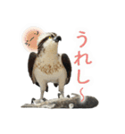 リアルな羊毛フェルトの野鳥たち2（個別スタンプ：21）