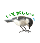 リアルな羊毛フェルトの野鳥たち2（個別スタンプ：23）