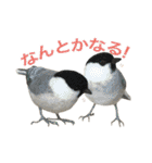 リアルな羊毛フェルトの野鳥たち2（個別スタンプ：25）