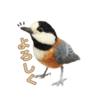 リアルな羊毛フェルトの野鳥たち2（個別スタンプ：27）