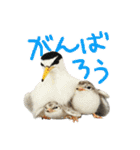 リアルな羊毛フェルトの野鳥たち2（個別スタンプ：28）
