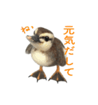 リアルな羊毛フェルトの野鳥たち2（個別スタンプ：29）