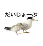 リアルな羊毛フェルトの野鳥たち2（個別スタンプ：30）
