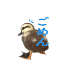 リアルな羊毛フェルトの野鳥たち2（個別スタンプ：32）