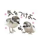 リアルな羊毛フェルトの野鳥たち2（個別スタンプ：34）
