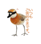 リアルな羊毛フェルトの野鳥たち2（個別スタンプ：36）