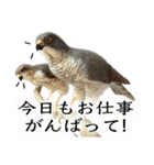 リアルな羊毛フェルトの野鳥たち2（個別スタンプ：38）