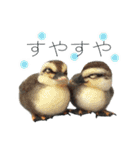 リアルな羊毛フェルトの野鳥たち2（個別スタンプ：40）