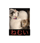 まーちゃん♥️家の猫達(((ฅ•᎑•ฅ))♬♬2（個別スタンプ：7）