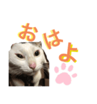 ルパさん パート2（個別スタンプ：5）
