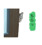 にゃん 3娘  第2弾（個別スタンプ：1）