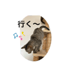 にゃん 3娘  第2弾（個別スタンプ：3）