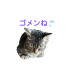 にゃん 3娘  第2弾（個別スタンプ：4）