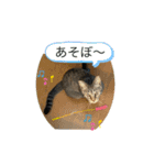 にゃん 3娘  第2弾（個別スタンプ：7）