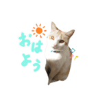 ねこにこばん part riku（個別スタンプ：1）