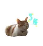 ねこにこばん part riku（個別スタンプ：5）