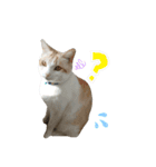 ねこにこばん part riku（個別スタンプ：6）
