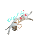 ねこにこばん part riku（個別スタンプ：9）