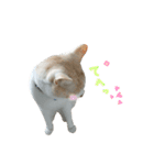 ねこにこばん part riku（個別スタンプ：10）