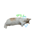 ねこにこばん part riku（個別スタンプ：11）