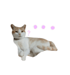 ねこにこばん part riku（個別スタンプ：13）