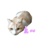 ねこにこばん part riku（個別スタンプ：15）