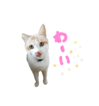 ねこにこばん part riku（個別スタンプ：16）