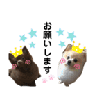 チワポメスタンプ（個別スタンプ：11）