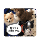 チワポメスタンプ（個別スタンプ：13）
