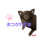 チワポメスタンプ（個別スタンプ：31）
