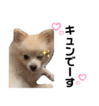 チワポメスタンプ（個別スタンプ：36）