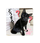 二宮さんちの子（個別スタンプ：13）