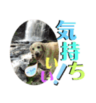 ゴールデンレトリバー ベスちゃんの1日（個別スタンプ：10）