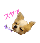 いろはロングコートチワワ♀✨（個別スタンプ：2）