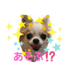 いろはロングコートチワワ♀✨（個別スタンプ：3）