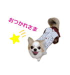 いろはロングコートチワワ♀✨（個別スタンプ：5）